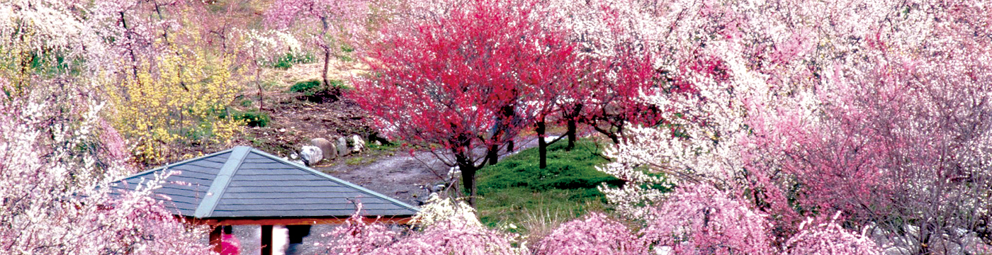 いなべ市農業公園梅まつり